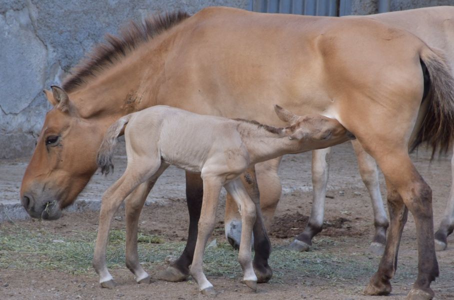 В Одесском зоопарке родились малыши у лошади Пржевальского и Венгерской коровы
