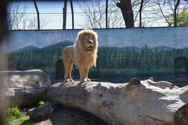 Спасенных львов из Харькова можно уже увидеть в больших вольерах Одесского зоопарка.