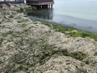 
Пляжи в Бердянске «оккупировали» зловонные водоросли
