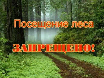 В Запорожской области запретили посещать леса
