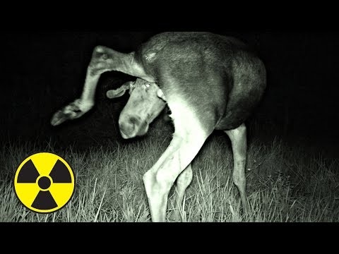 Что сняла скрытая камера ночью в Припяти? Волки напали на нас в Чернобыльской Зоне?