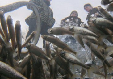 
В Одесской области запретят ловить рыбу в зимовальных ямах
