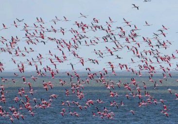 
В Одесскую область прилетело рекордное колличество розовых фламинго
