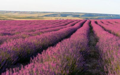 Лавандові поля України 2025 — найкращі локації для фото, відпочинку та натхнення