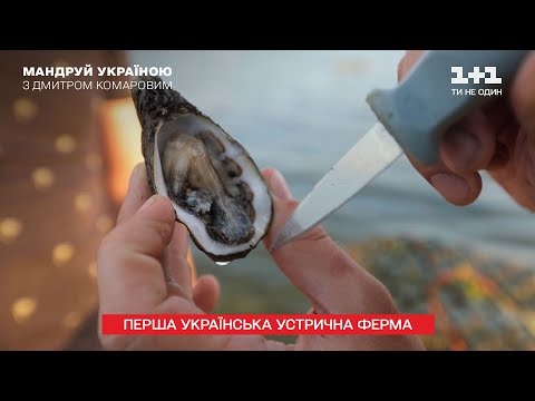 Первая украинская устричная ферма: почему устрицы для украинцев все еще деликатес