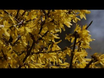 Весенняя прогулка по Житомиру (Spring walk in Zhytomyr) 4К Ultra HD - Видео