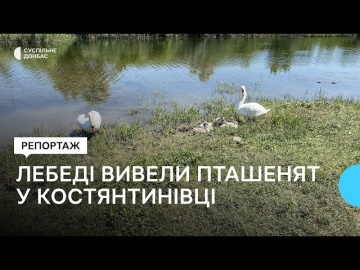 Лебеди вывели шесть птенцов на водоеме в Константиновке Донецкой области